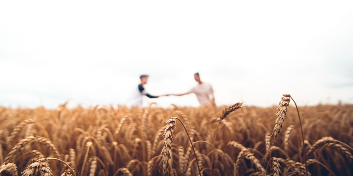 Rice ears and harvest