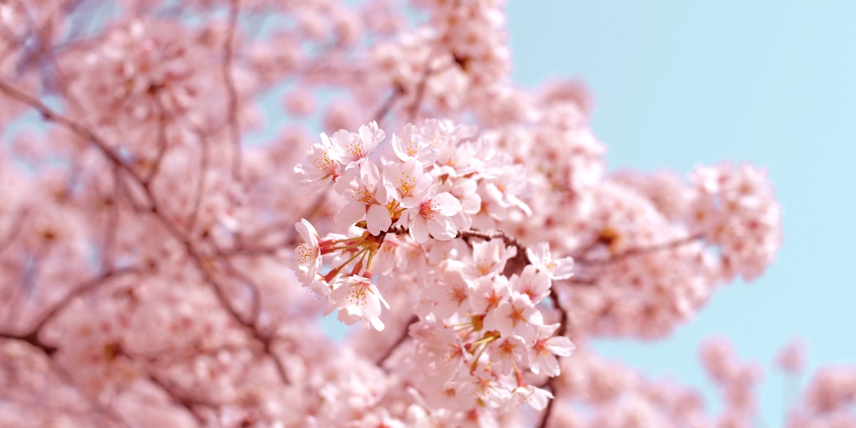 Botamochi and cherry blossoms